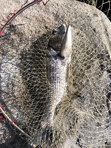 チヌの釣果