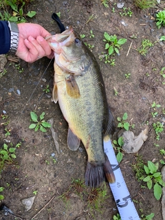 ブラックバスの釣果