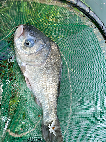 ヘラブナの釣果