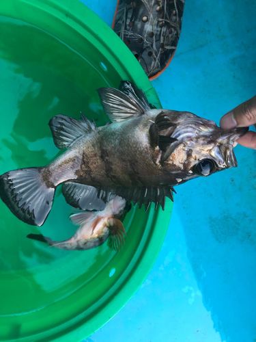 オキメバルの釣果