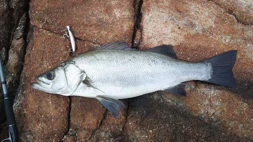 ヒラスズキの釣果