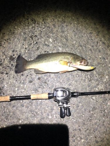 ブラックバスの釣果