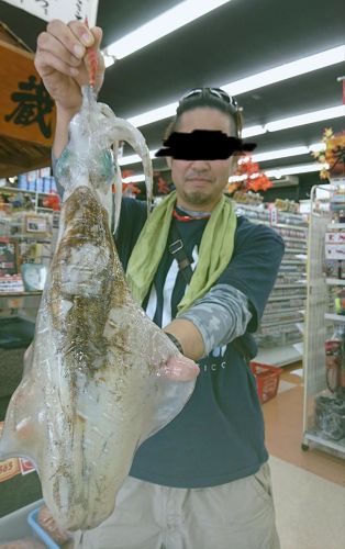 アオリイカの釣果