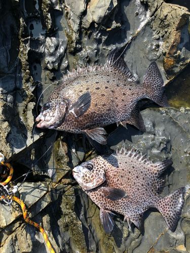 イシガキダイの釣果