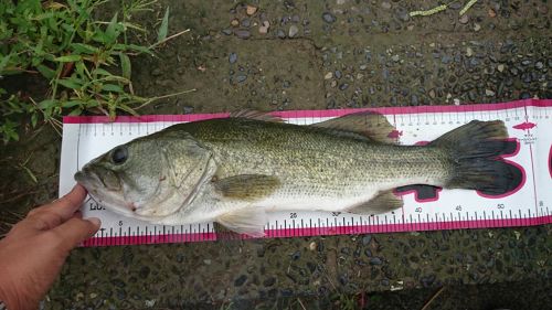 ブラックバスの釣果