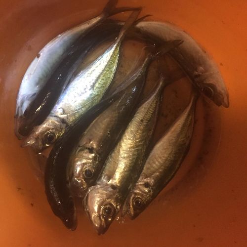 アジの釣果