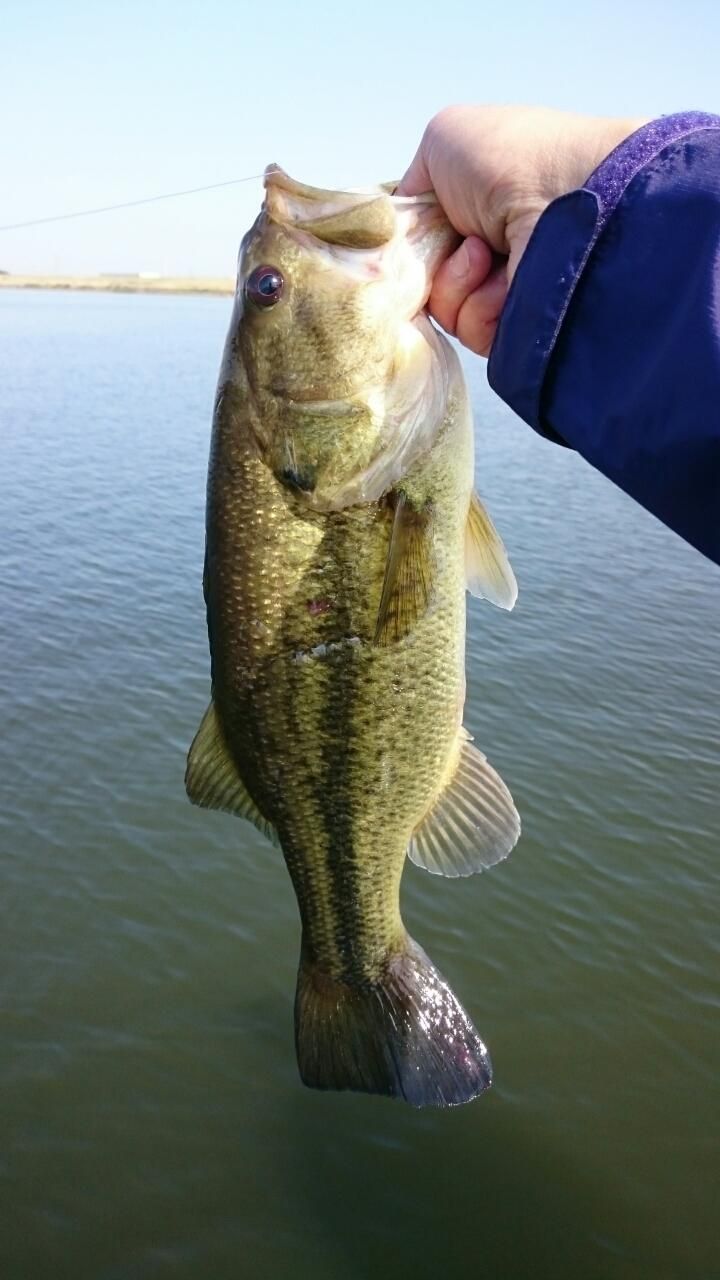 ラージマウスバス