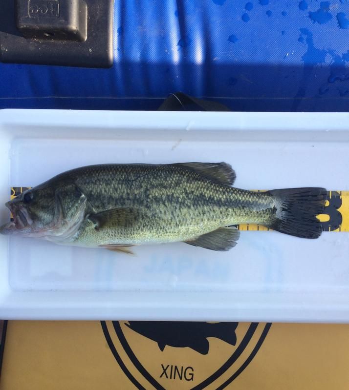 ラージマウスバス