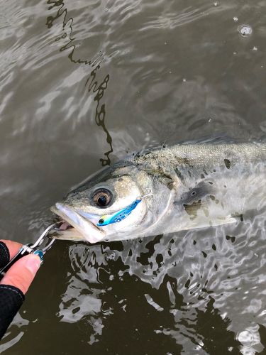 スズキの釣果