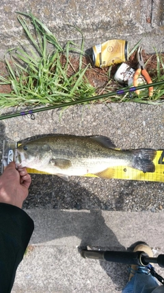 ブラックバスの釣果