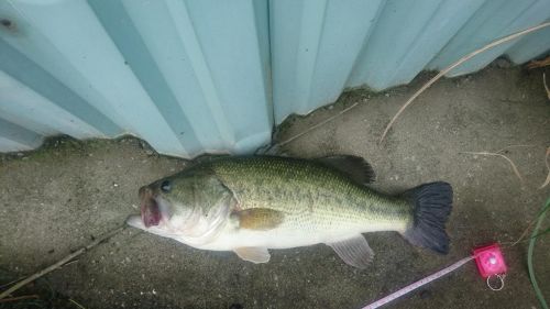 ブラックバスの釣果