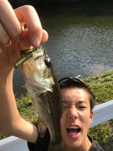 ブラックバスの釣果