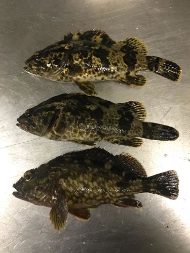 タケノコメバルの釣果