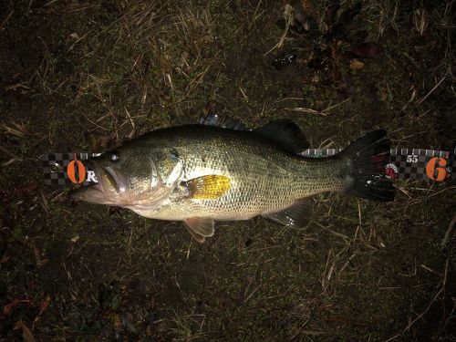 ブラックバスの釣果