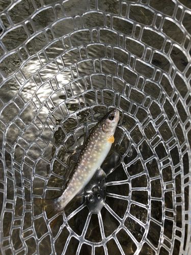 イワナの釣果