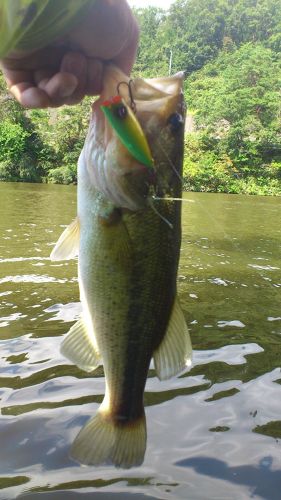 ブラックバスの釣果