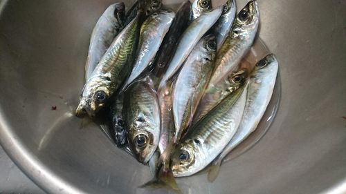 アジの釣果