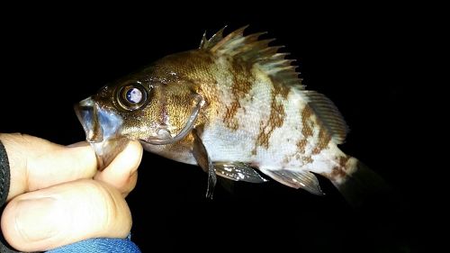 メバルの釣果