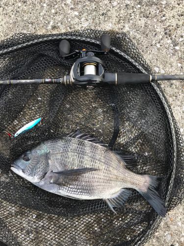 クロダイの釣果