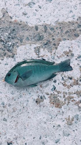 メジナの釣果