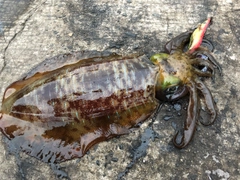 アオリイカの釣果