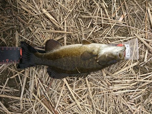 スモールマウスバスの釣果