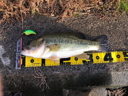 ブラックバスの釣果