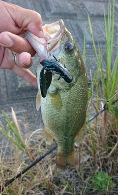 ブラックバスの釣果