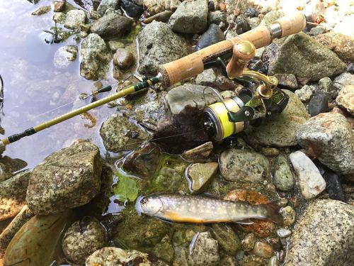 イワナの釣果