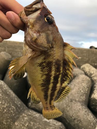 シマゾイの釣果