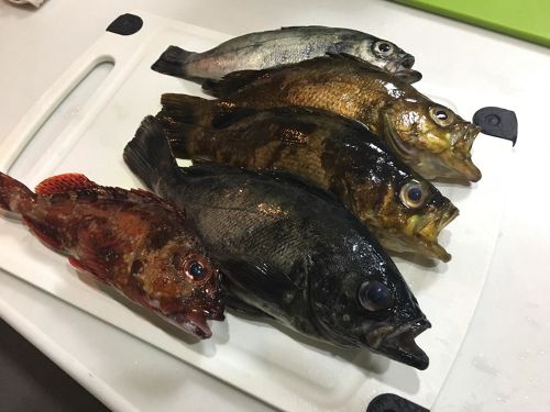 クロメバルの釣果