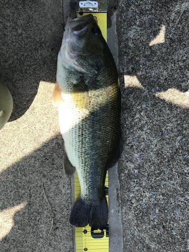 ブラックバスの釣果