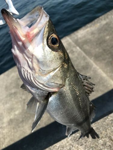 フッコ（マルスズキ）の釣果