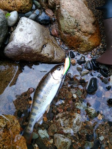 アマゴの釣果