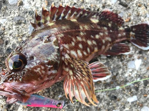 カサゴの釣果