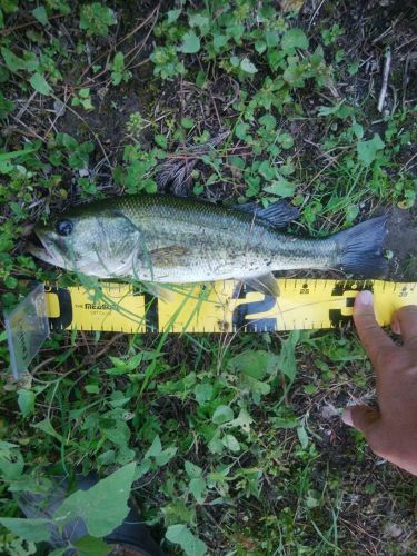 ブラックバスの釣果