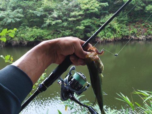 ブラックバスの釣果