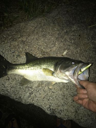 ラージマウスバスの釣果