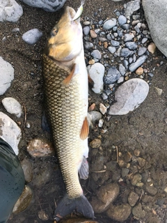 ニゴイの釣果