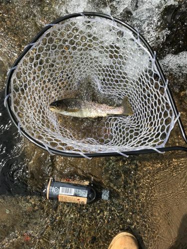 アメマスの釣果