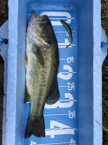 ブラックバスの釣果