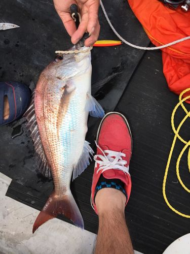 タイの釣果