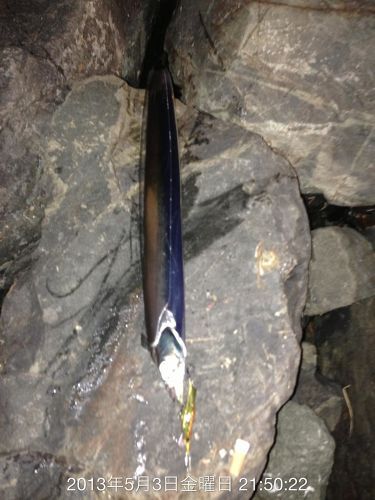 タチウオの釣果