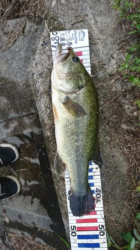 ブラックバスの釣果