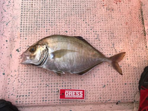 カイワリの釣果