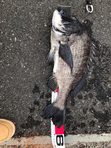 クロダイの釣果