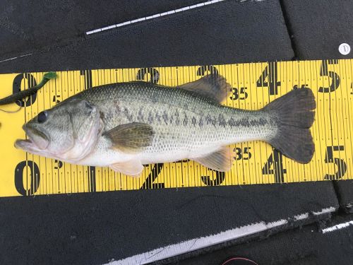 ブラックバスの釣果