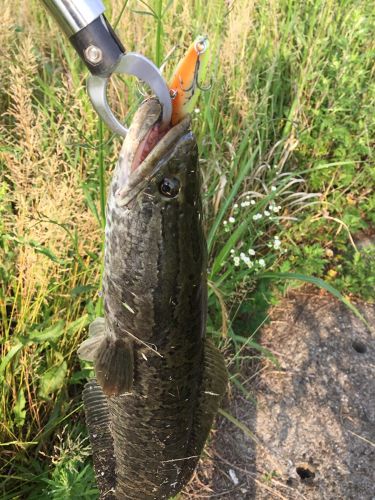 ライギョの釣果