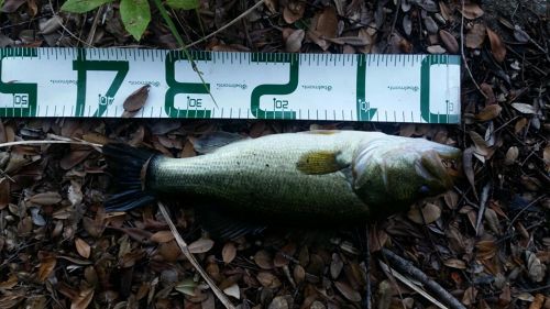 ブラックバスの釣果