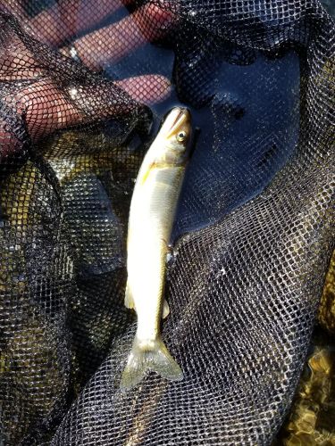 アユの釣果